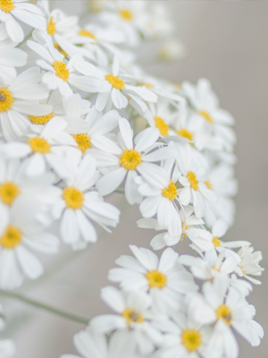Access to innate flower